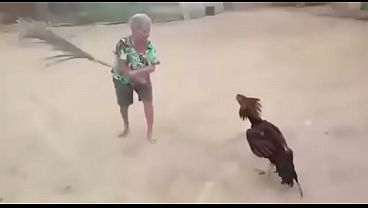 Luta insana de uma velha e um galo tuff ego